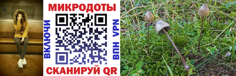 Галлюциногенные грибы Psilocybe  Купить где  Данилов 